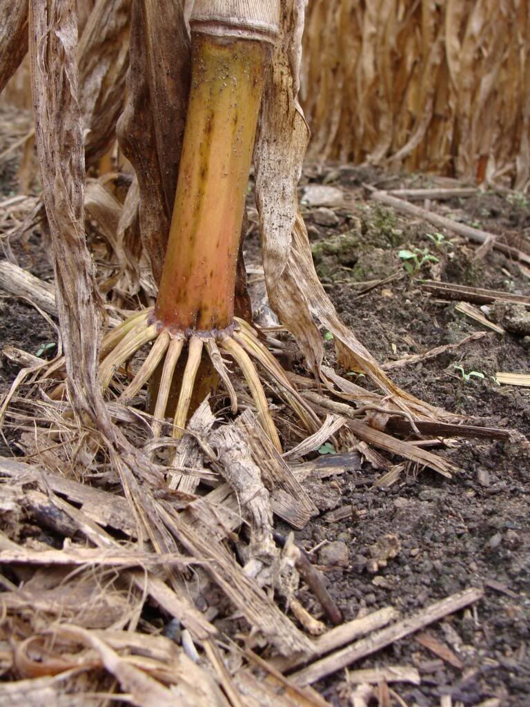  photo DSC06409_zps888a0f37.jpg