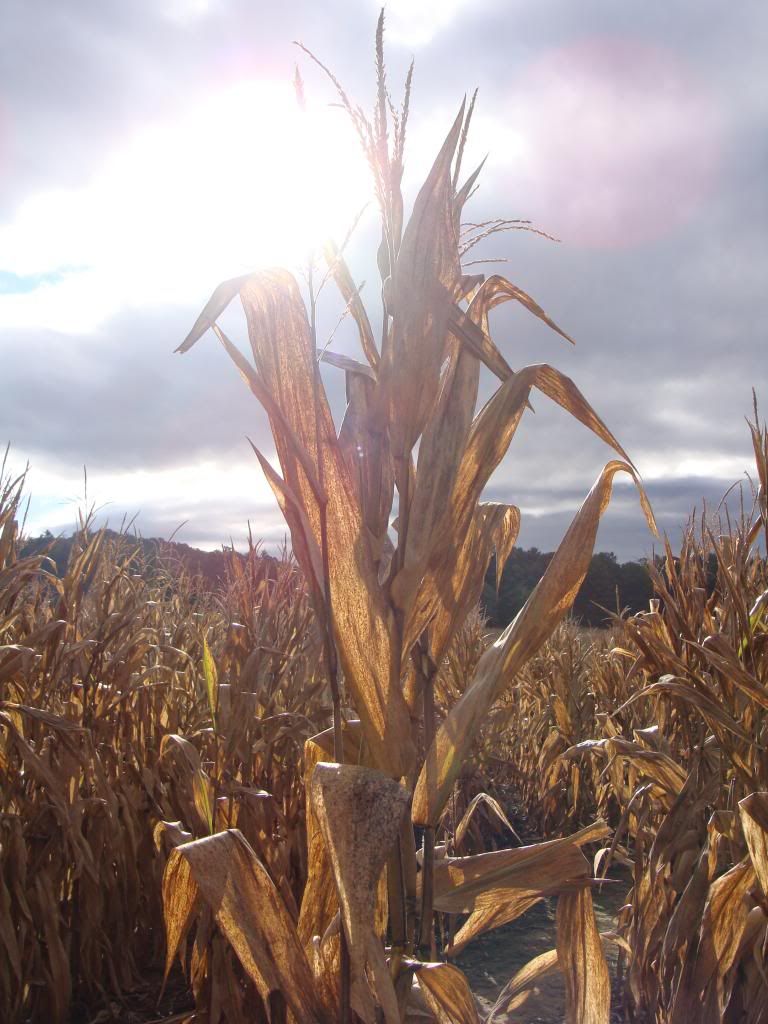  photo DSC06417_zpsa11abba0.jpg