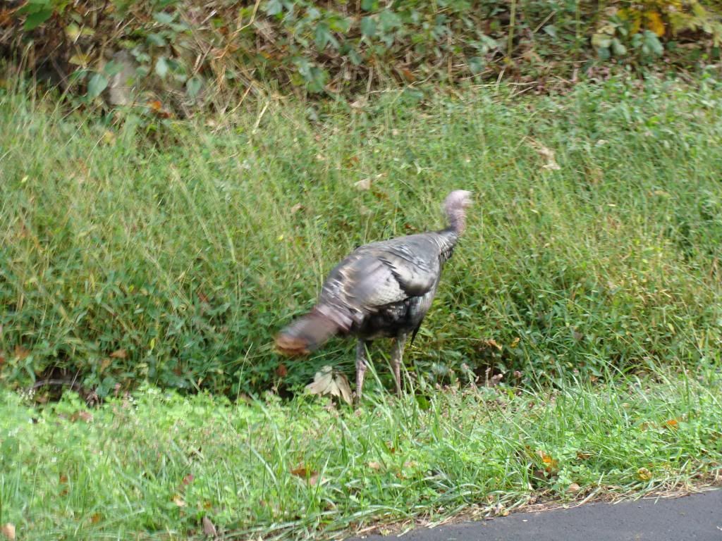  photo DSC06516_zps83e5de48.jpg