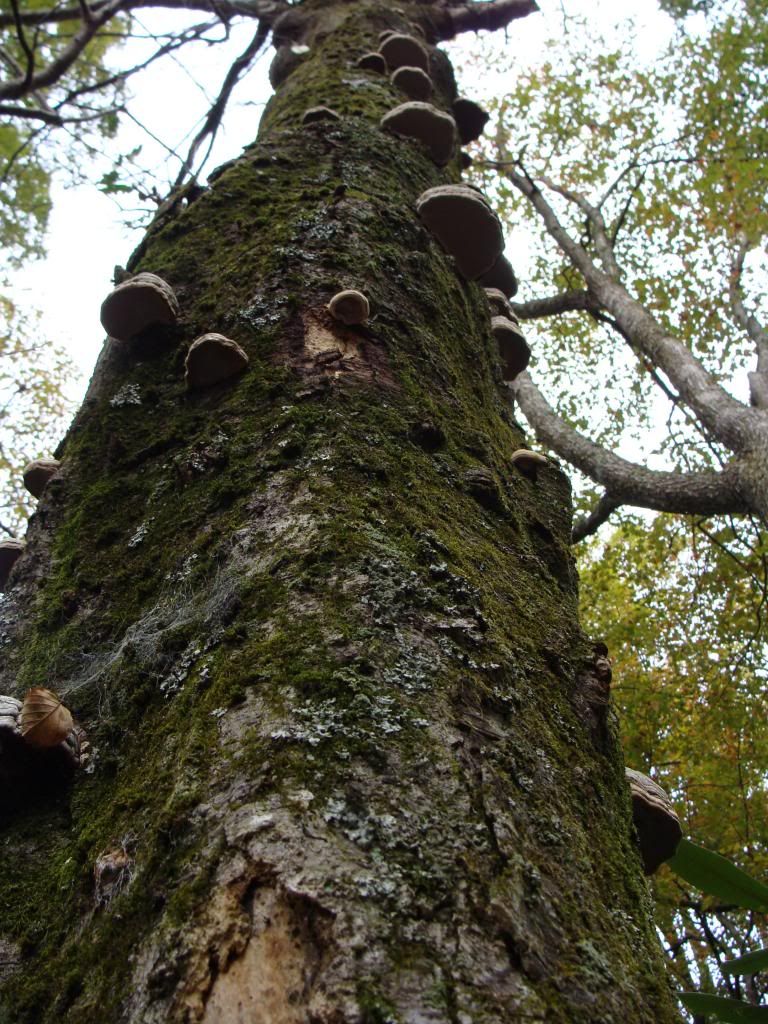  photo DSC06543_zps43b7db61.jpg