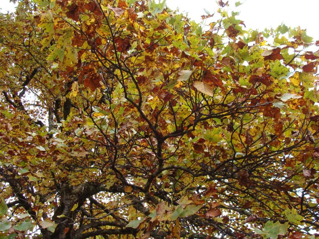  photo DSC06546_zps8fafc701.jpg