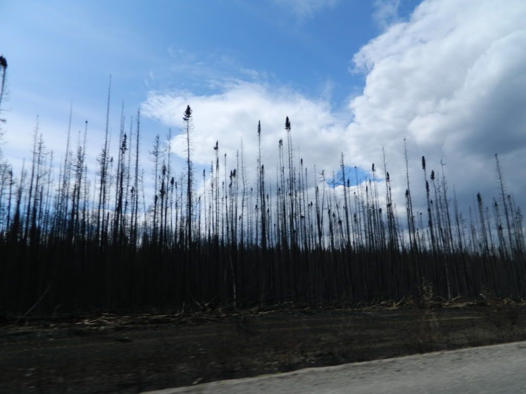 Burned forest