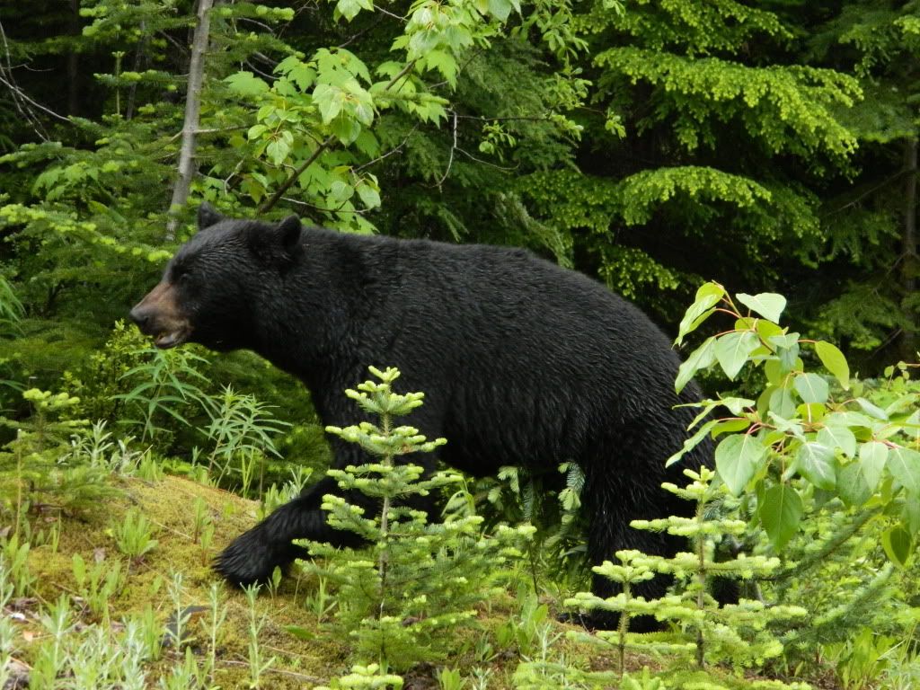 I'm a black bear buddy