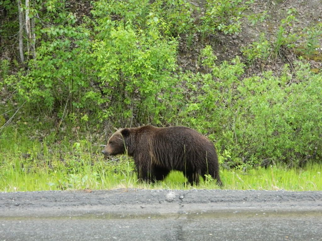 I'm a mean brown bear