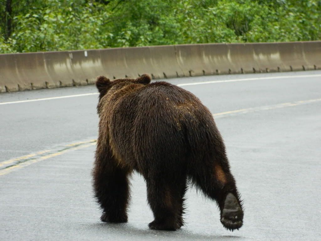Roads are for bears