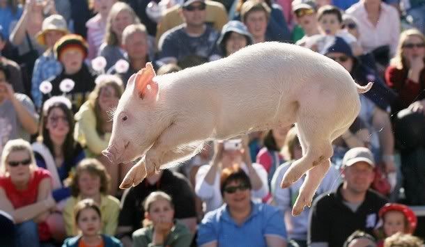 FlyingPig.jpg