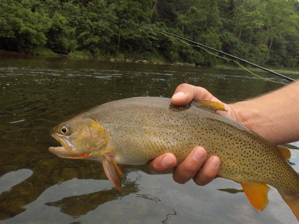 Norfork Cutt