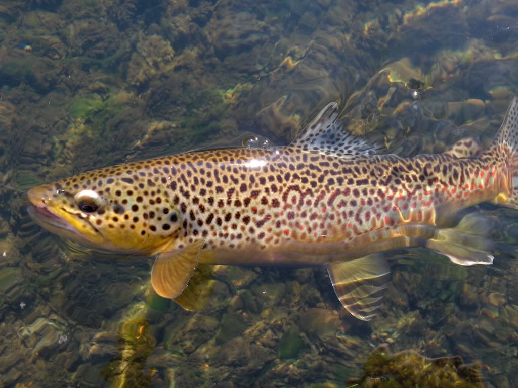 Uniquely marked White River Brown
