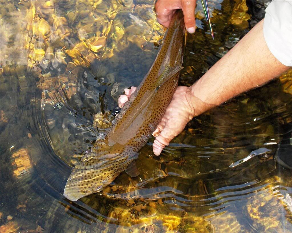 White River Brown Trout Released