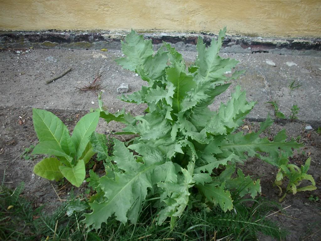 Billede