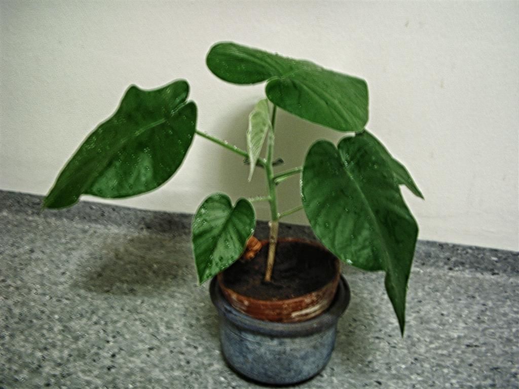 Billede