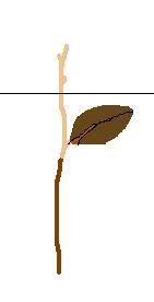 Billede