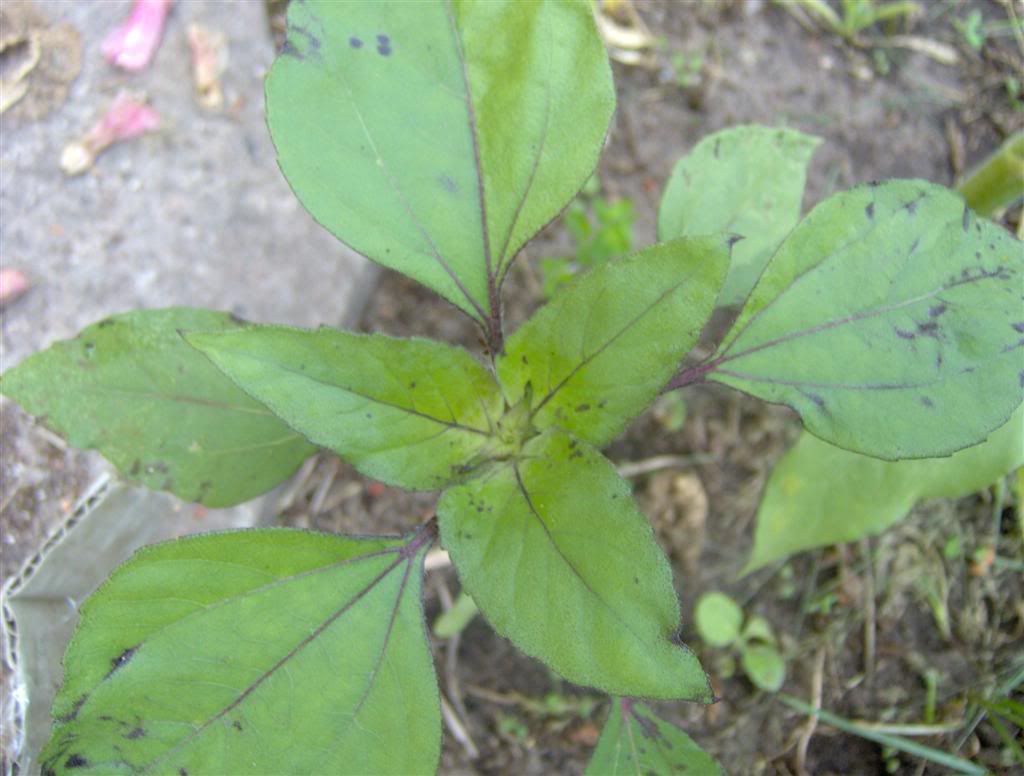 Billede