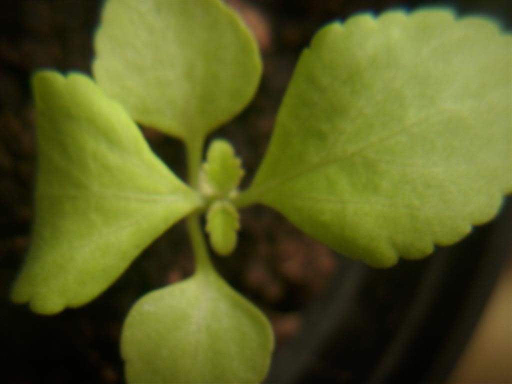 Billede