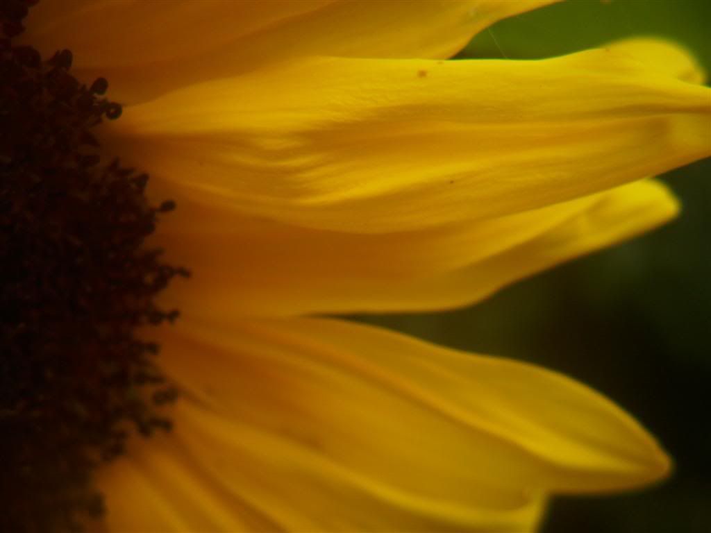 Billede
