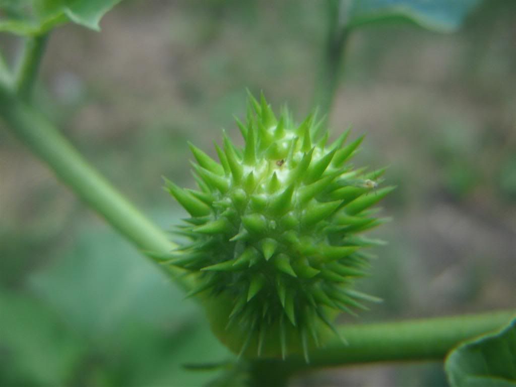 Billede