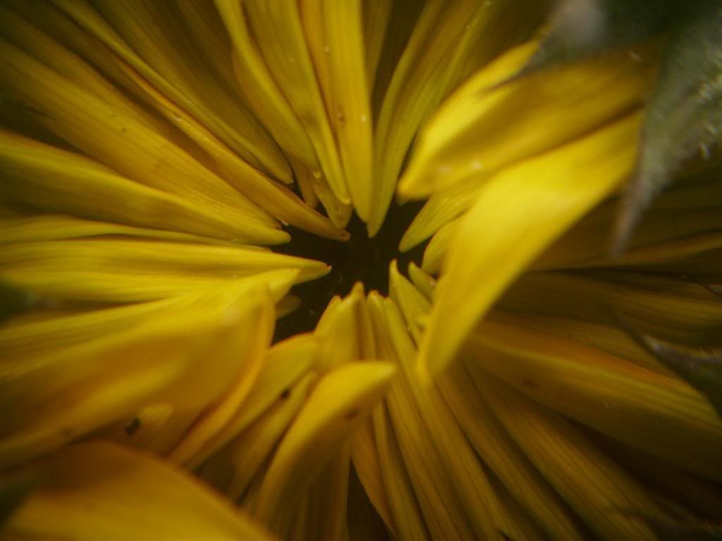 Billede