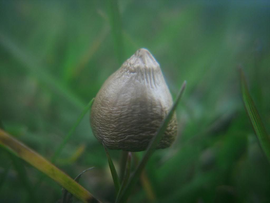 Billede