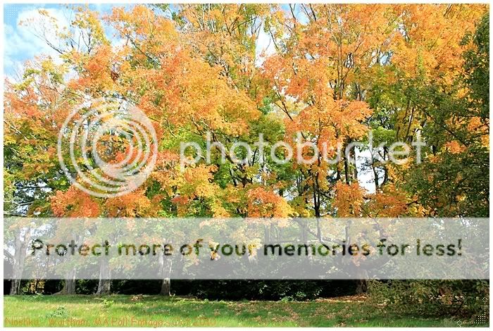 New England Fall Foliage, Waltham, MA, USA