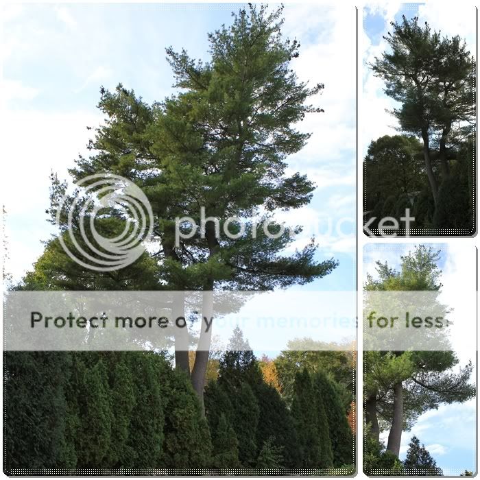 pine tree at Waltham, MA