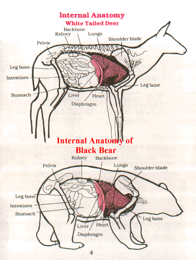 Особенности внутреннего строения медведя. Анатомическое строение медведя. Белый медведь анатомия. Расположение органов у медведя. Медведь анатомия органы.