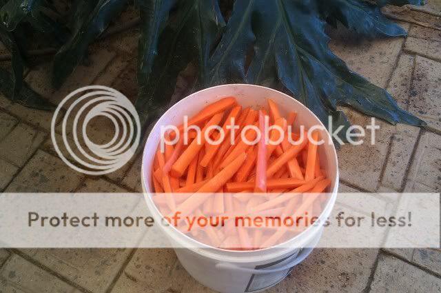 large bags of carrots for horses