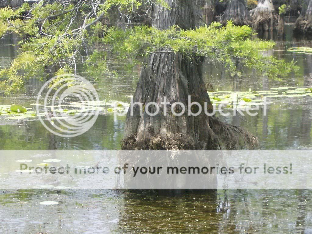 IATT LAKE DRAINED picts