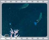 [TodoMarino.com] duda chromis viridis