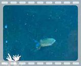 [TodoMarino.com] duda chromis viridis