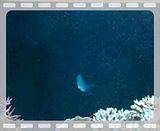 [TodoMarino.com] duda chromis viridis