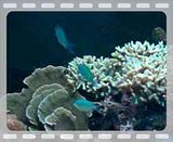 [TodoMarino.com] duda chromis viridis