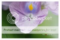 ͡ѡ : Water Hyacinth 1/250sec F2.8