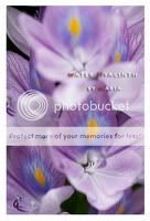 ͡ѡ : Water Hyacinth