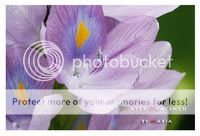͡ѡ : Water Hyacinth 1/90 sec F9.5 