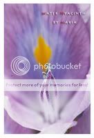 ͡ѡ : Water Hyacinth 1/90sec F8.0