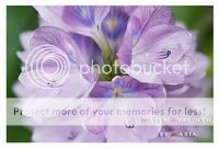 ͡ѡ : Water Hyacinth